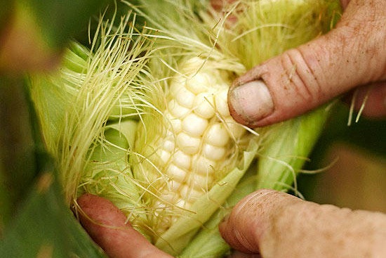 甜玉米种植方法(详细步骤图解) 甜玉米种植方法(详细步骤图解)