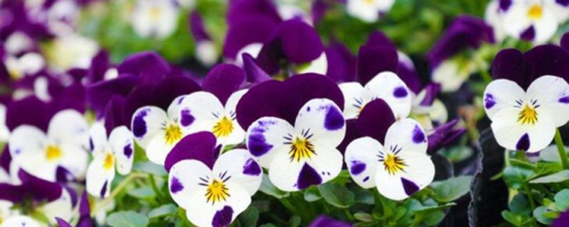 三色堇的花语以及传说故事 三色堇的花语以及传说故事