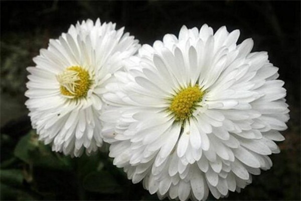 1551975419418746.jpg 不同颜色矢车菊的花语