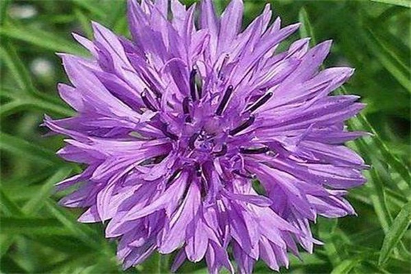 1551975617416395.jpg 矢车菊的花语和象征寓意