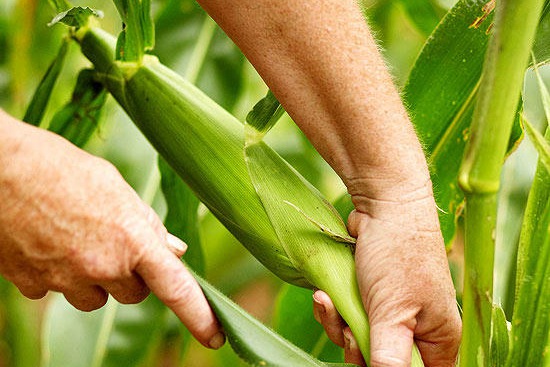 甜玉米种植方法(详细步骤图解) 甜玉米种植方法(详细步骤图解)