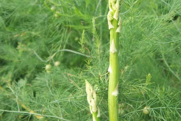 芦笋种子的种植方法及技巧 芦笋种子的种植方法及技巧