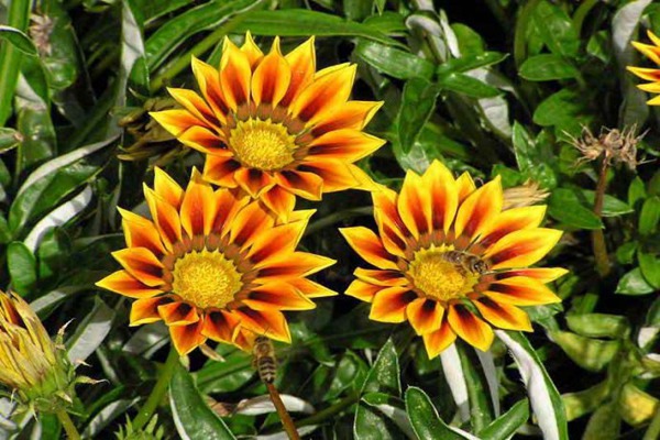 1553607515961500.jpg 勋章菊的花期多久,什么时候开花