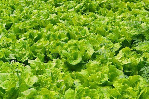 生菜如何在花园里种植 生菜如何在花园里种植