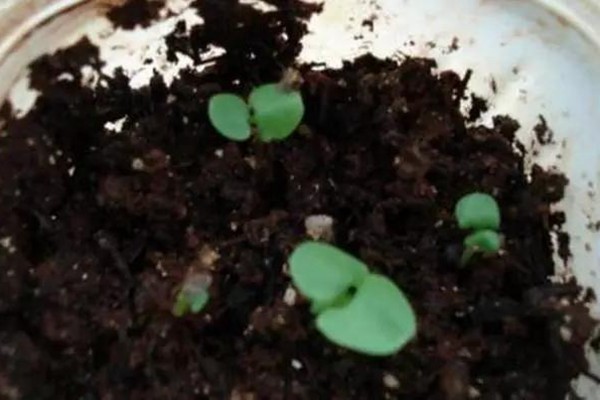 阳台种植西红柿的详细攻略 阳台种植西红柿的详细攻略