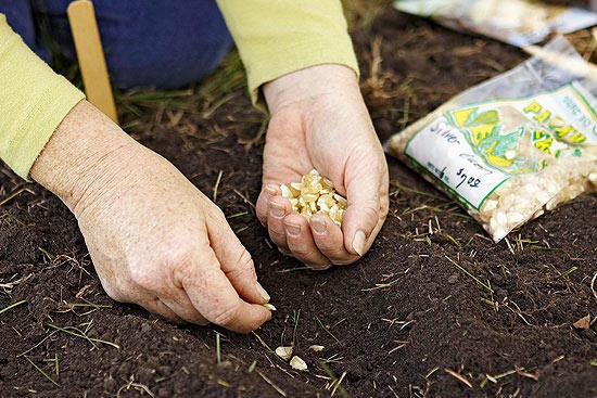 甜玉米种植方法(详细步骤图解) 甜玉米种植方法(详细步骤图解)