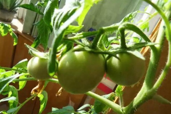 阳台种植西红柿的详细攻略 阳台种植西红柿的详细攻略