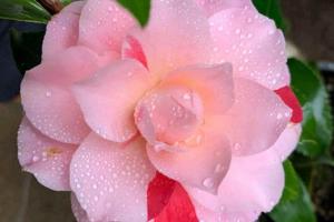 山茶花什么季节开花