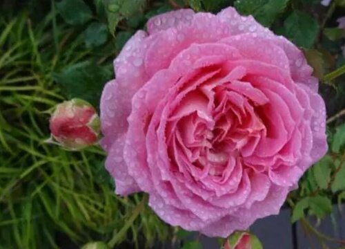月季一年四季都开花吗 月季一年四季都开花吗
