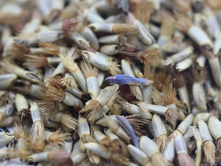 矢车菊什么时候播种,从播种到开花要多久 矢车菊什么时候播种,从播种到开花要多久