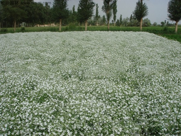 满天星植物开花图片 满天星植物开花图片