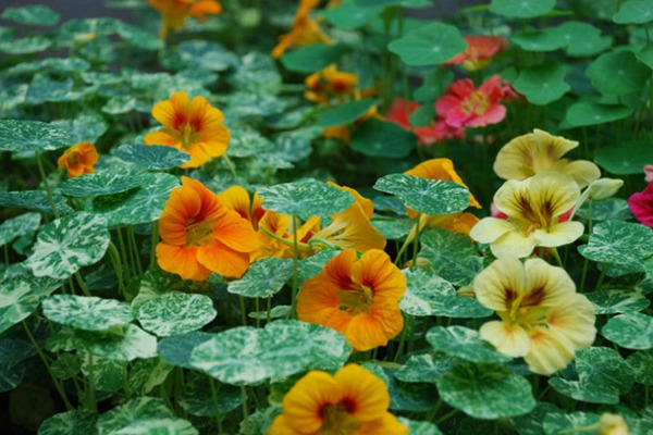 旱金莲种子几天发芽 旱金莲种子播种后几天发芽