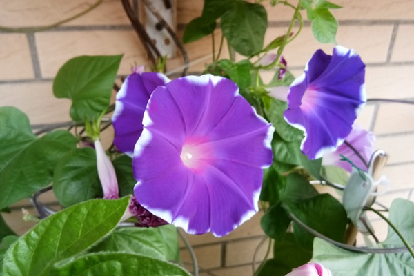 牵牛花和喇叭花一样吗 牵牛花和喇叭花一样吗(有什么区别)