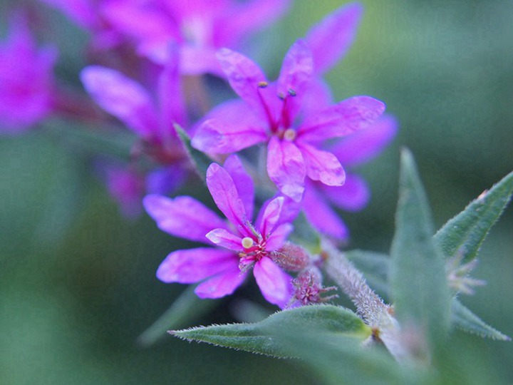 千屈菜的花语和寓意 千屈菜的花语和象征寓意