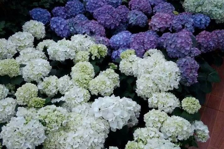 绣球一年四季都开花吗(花期是几月) 绣球一年四季都开花吗(花期是几月)