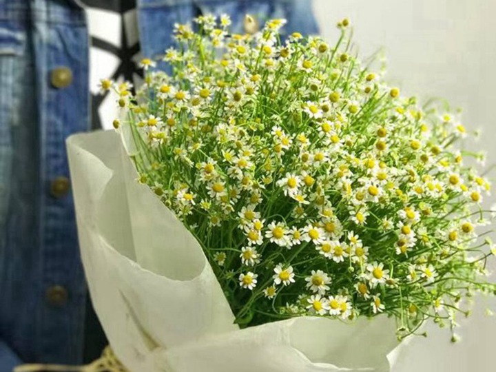 进口小雏菊的花语和寓意 进口小雏菊的花语和寓意