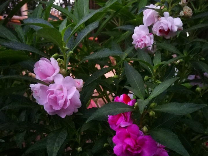 1631601837914787.jpg 中国凤仙的花语和象征寓意