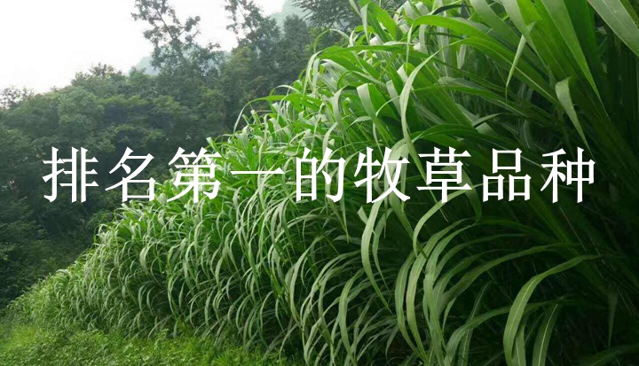 排名第一的牧草品种(多方对比) 排名第一的牧草品种(多方对比)