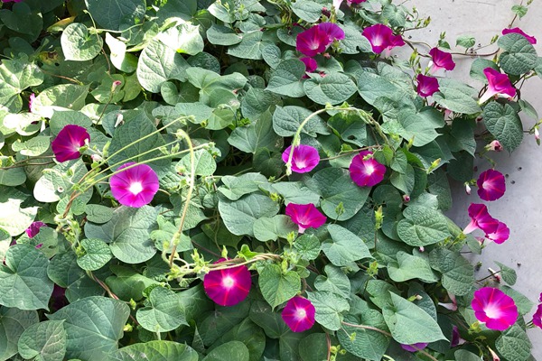 牵牛花种子价格是多少 牵牛花种子价格是多少