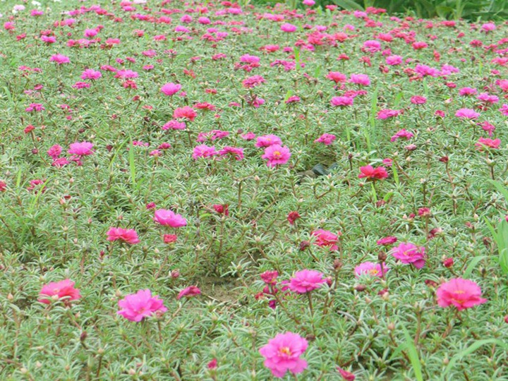 半枝莲的花语和寓意 半枝莲的花语和象征寓意