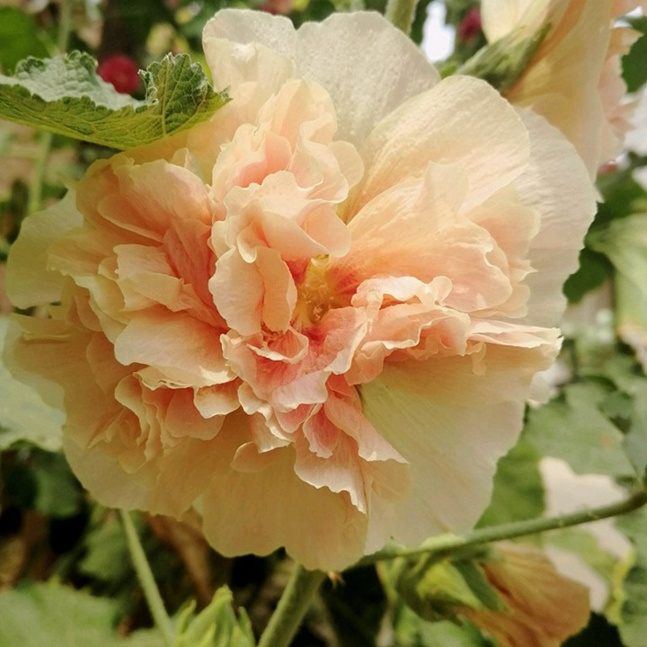 蜀葵的花语和寓意 蜀葵的花语和寓意