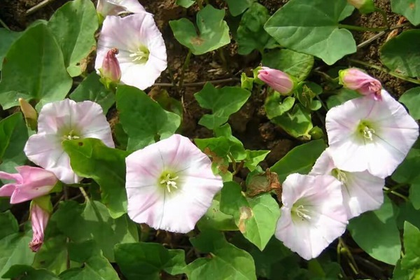 打碗花与牵牛花的区别 打碗花与牵牛花的区别有哪些