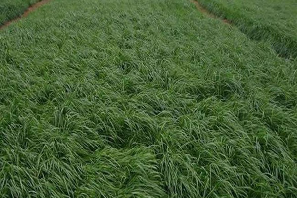 黑麦草 黑麦草与苏丹草哪个产量高(有什么区别)