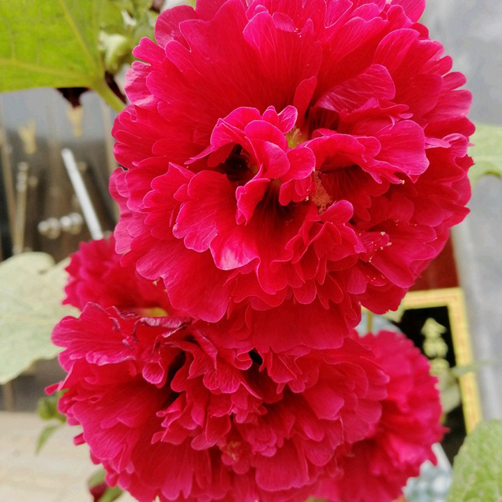 蜀葵的花语和寓意 蜀葵的花语和寓意