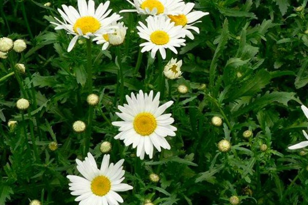 1551975014906633.jpg 除虫菊对人体有害吗?