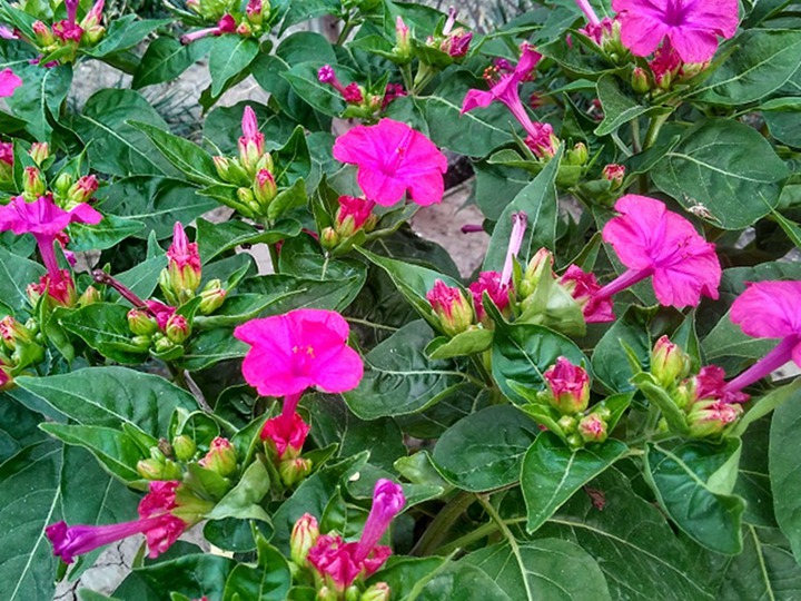 紫茉莉的花语和寓意 紫茉莉的花语和象征寓意
