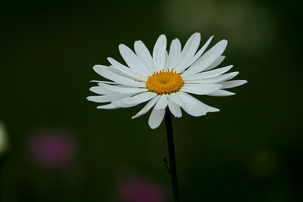 1551781512496827.jpg 白晶菊和大滨菊的区别(多图对比)
