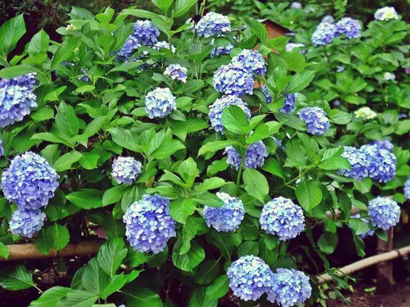 绣球花的花语,绣球花花期是几月