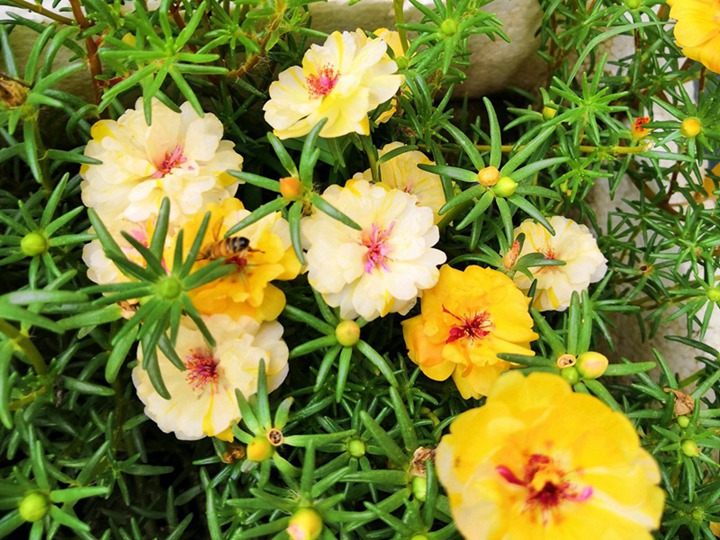 太阳花的花语和寓意 太阳花的花语和象征寓意