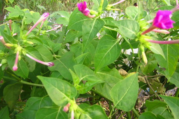 紫茉莉和茉莉的区别 紫茉莉和茉莉的区别(紫茉莉和茉莉怎么区分)