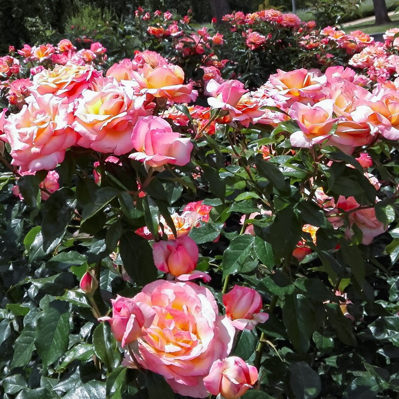 朝圣路之花 朝圣路之花