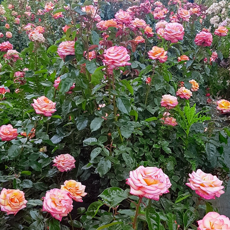 朝圣路之花 朝圣路之花