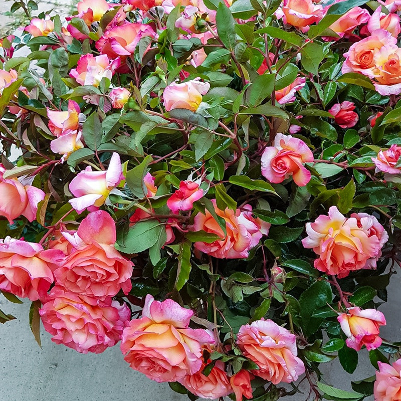 朝圣路之花 朝圣路之花