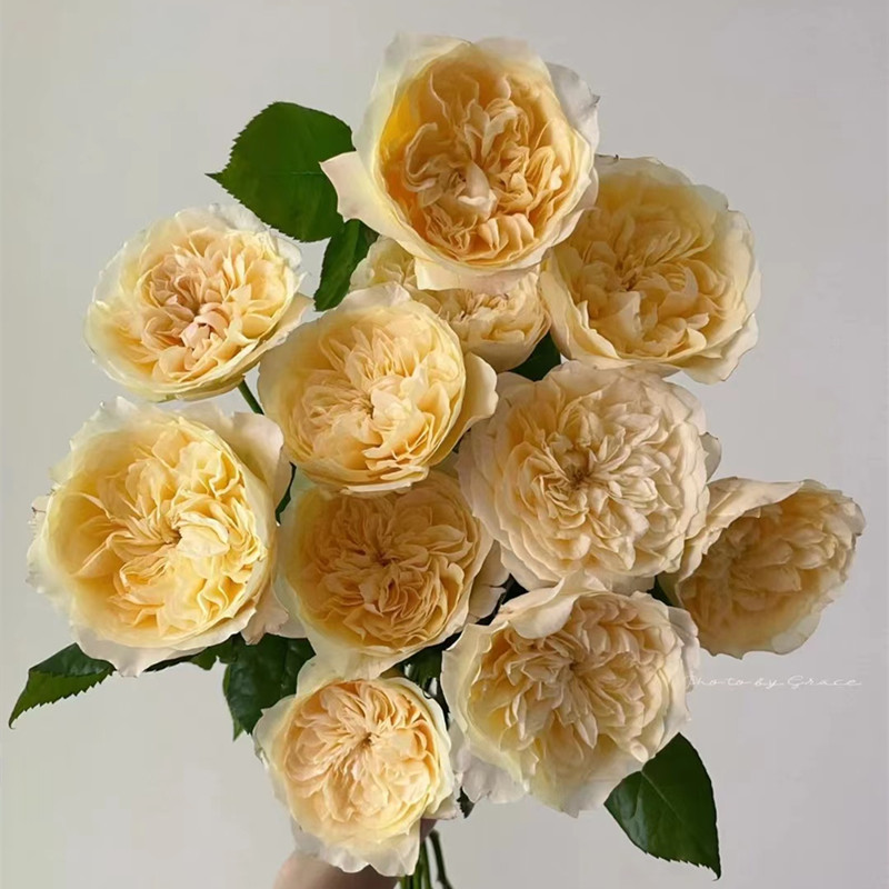 舒芙蕾/曙光女神 舒芙蕾/曙光女神