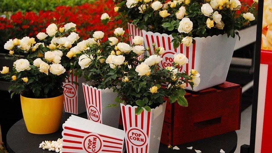 爆米花漂流 爆米花漂流Popcorn Drift