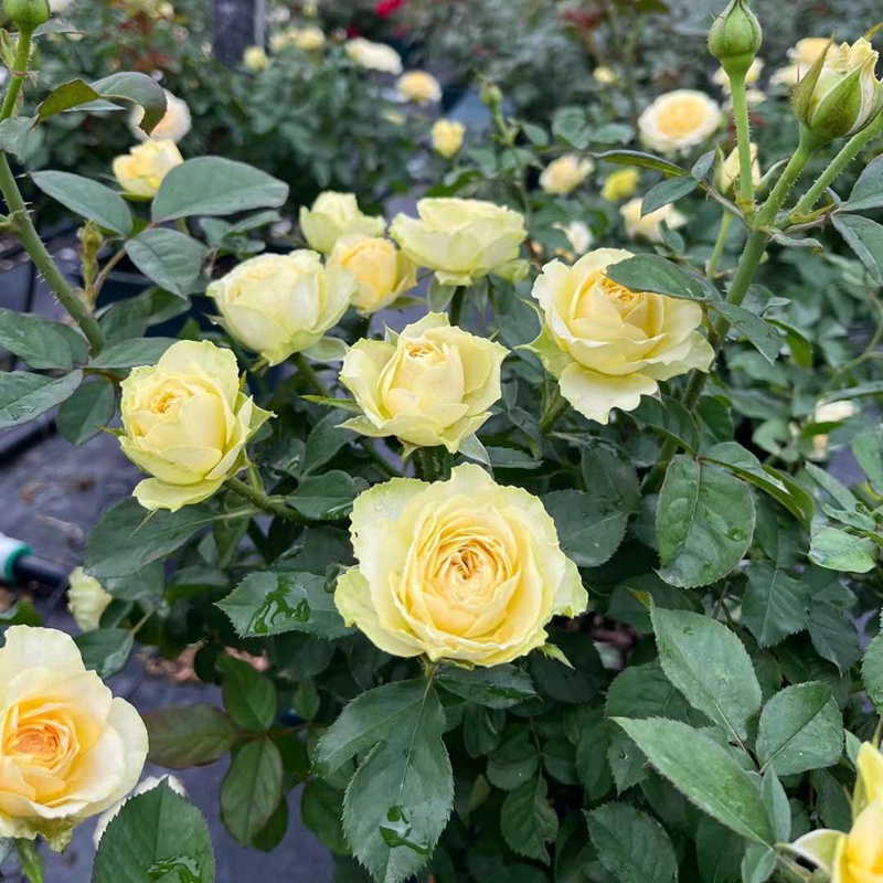 牛油果/奶油芥末 牛油果/奶油芥末
