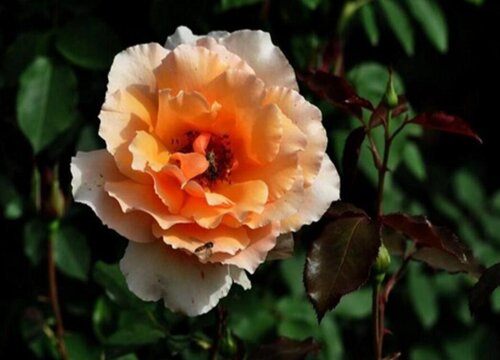 月季花有毒吗?能在室内养吗? 月季花有毒吗?能在室内养吗?