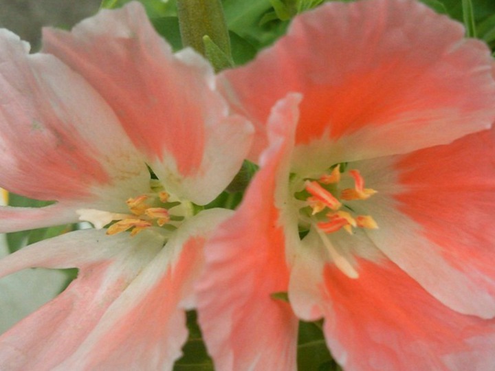 古代稀的花语和寓意 古代稀的花语和象征寓意