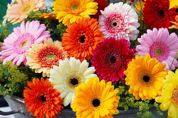 1552311583989635.jpg 不同颜色的非洲菊花语及寓意