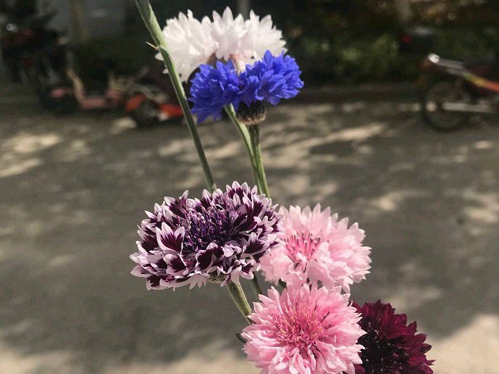 矢车菊什么时候播种,从播种到开花要多久 矢车菊什么时候播种,从播种到开花要多久