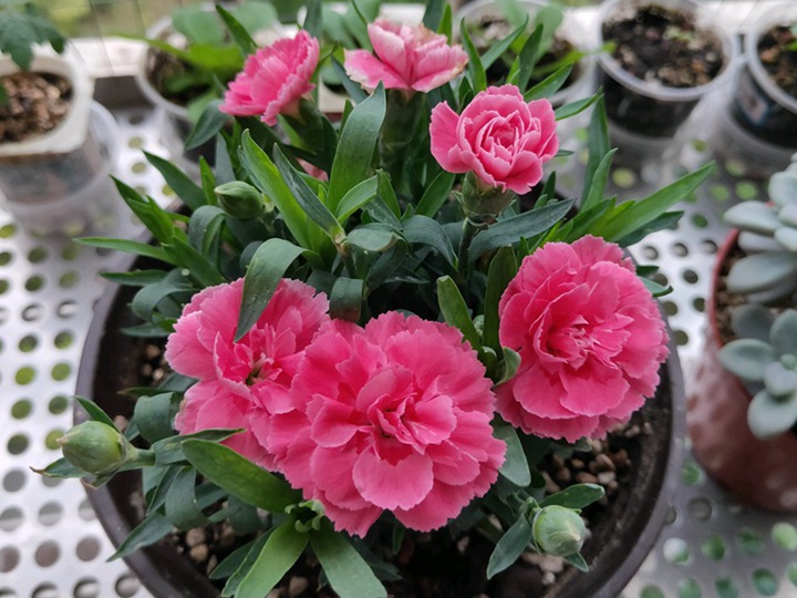 康乃馨的花语和寓意 康乃馨的花语和象征寓意