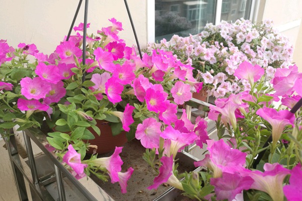矮牵牛的种植方法及养护技巧 矮牵牛的种植方法及养护技巧