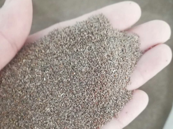 脱壳狗牙根 脱壳狗牙根