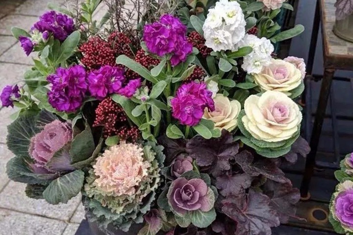 1635920504281269.jpg 适合七月播种的花有哪些
