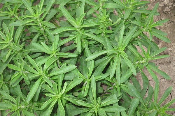甜叶菊种子多少钱一斤 甜叶菊种子多少钱一斤(怎么购买)