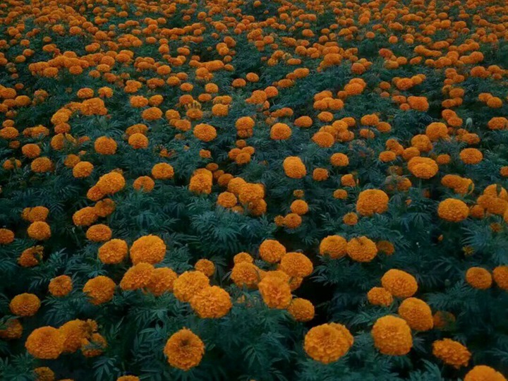 1631602257718037.jpg 万寿菊的花语和象征寓意